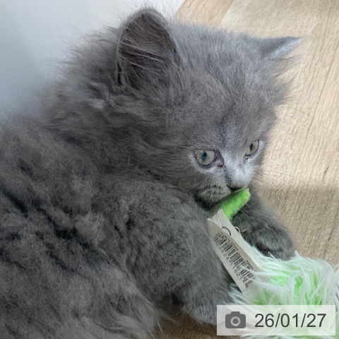 愛知県のミヌエット (ペットプラス ナゴヤドーム前店/2025年11月26日生まれ/男の子/ブルータビー)の子猫の4枚目の画像