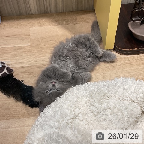 愛知県のミヌエット (ペットプラス ナゴヤドーム前店/2025年11月26日生まれ/男の子/ブルータビー)の子猫の3枚目の画像