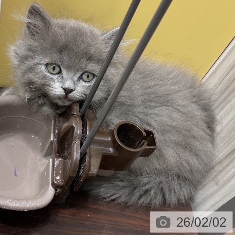 愛知県のミヌエット (ペットプラス ナゴヤドーム前店/2025年11月26日生まれ/男の子/ブルータビー)の子猫の3枚目の画像