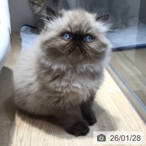 岐阜県のヒマラヤン (ペットプラス 各務原店/2025年11月21日生まれ/女の子/シールポイント)の子猫の3枚目の画像