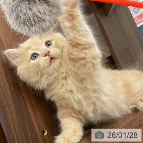 愛知県のラガマフィン (ペットプラス イオンモール豊川店/2025年11月24日生まれ/男の子/クリームタビー)の子猫の4枚目の画像