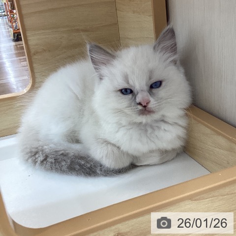 愛知県のラグドール (ペットプラス 千音寺店/2025年11月26日生まれ/女の子/ブルーポイントバイカラー)の子猫の3枚目の画像