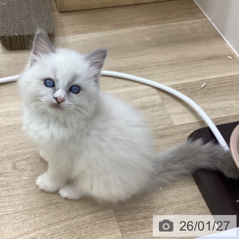 ラグドールの写真