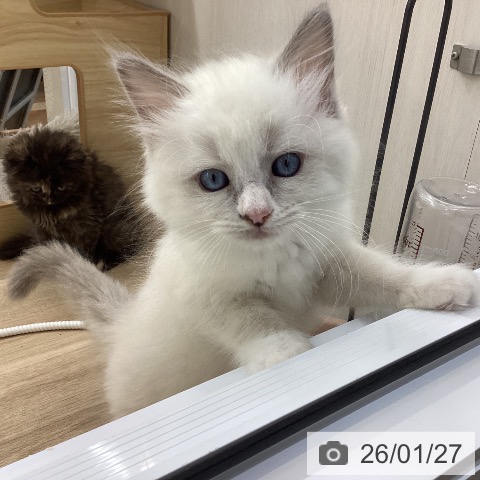 愛知県のラグドール (ペットプラス 千音寺店/2025年11月26日生まれ/女の子/ブルーポイントバイカラー)の子猫の4枚目の画像
