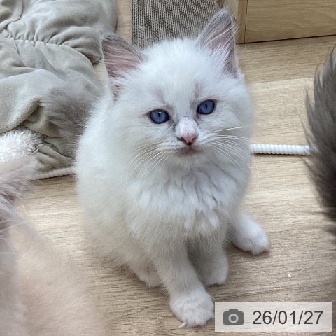 愛知県のラグドール (ペットプラス 千音寺店/2025年11月26日生まれ/女の子/ブルーポイントバイカラー)の子猫の3枚目の画像