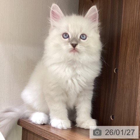 富山県のラグドール (ペットプラス 高岡店/2025年11月24日生まれ/男の子/ブルーポイントミテッド)の子猫の4枚目の画像