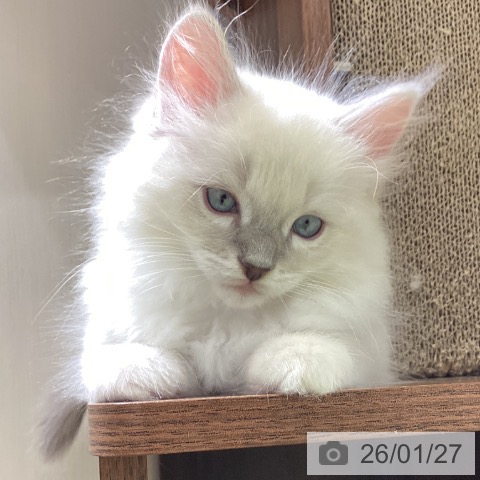 富山県のラグドール (ペットプラス 高岡店/2025年11月24日生まれ/男の子/ブルーポイントミテッド)の子猫の3枚目の画像