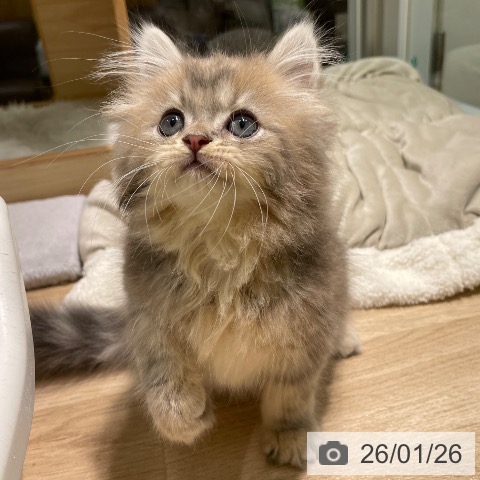 愛知県のサイベリアン (ペットプラス 則武新町店/2025年11月19日生まれ/男の子/ブルータビー)の子猫の4枚目の画像