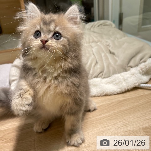 愛知県のサイベリアン (ペットプラス 則武新町店/2025年11月19日生まれ/男の子/ブルータビー)の子猫の4枚目の画像