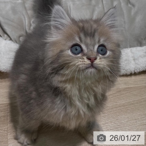 愛知県のサイベリアン (ペットプラス 則武新町店/2025年11月19日生まれ/男の子/ブルータビー)の子猫の3枚目の画像