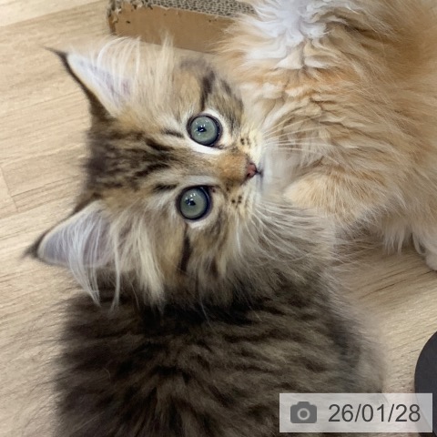 サイベリアンの写真