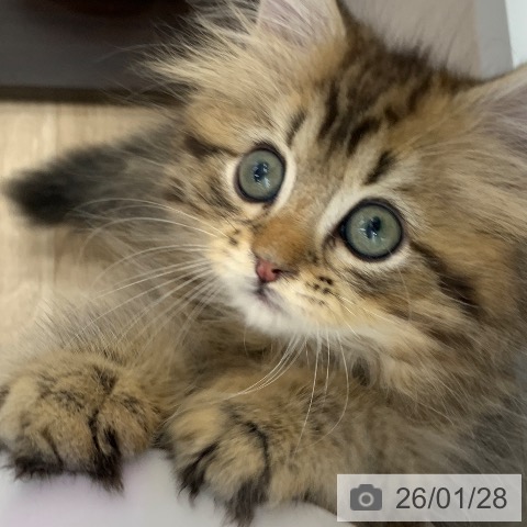 サイベリアンの写真