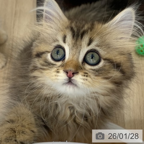 サイベリアンの写真