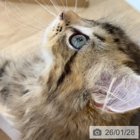 サイベリアンの写真