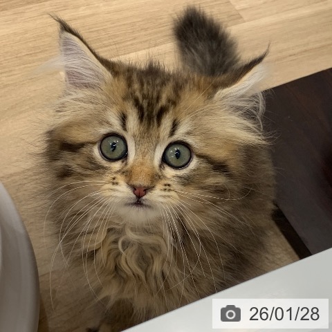 サイベリアンの写真