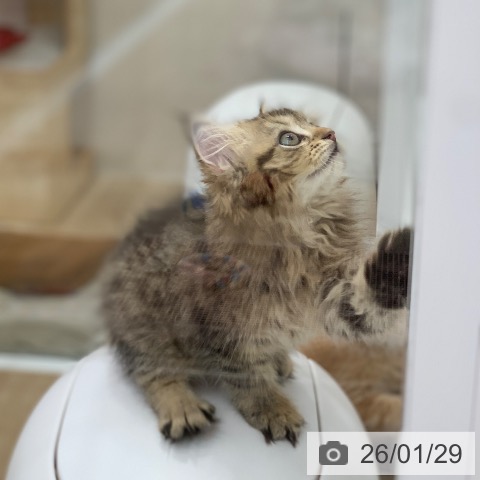 サイベリアンの写真