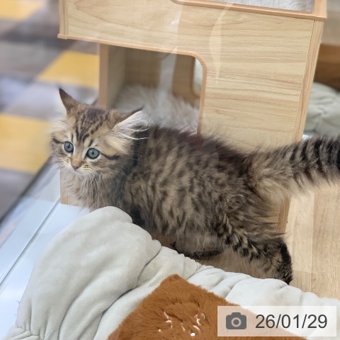 サイベリアンの写真