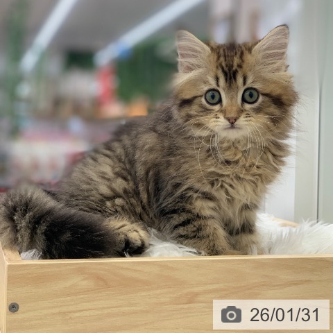 サイベリアンの写真