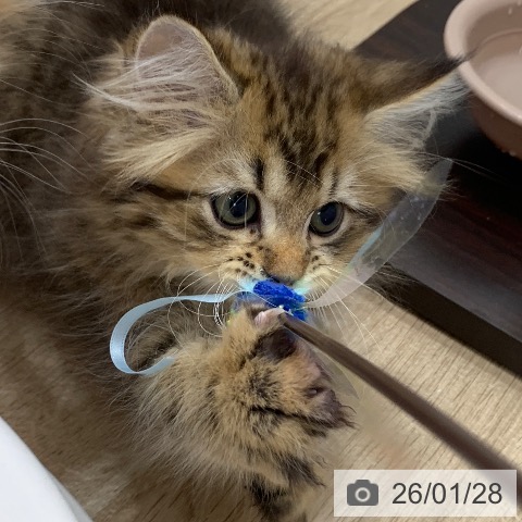 岐阜県のサイベリアン (ペットプラス 光ケ丘店/2025年11月19日生まれ/男の子/ブラウンタビー)の子猫の3枚目の画像