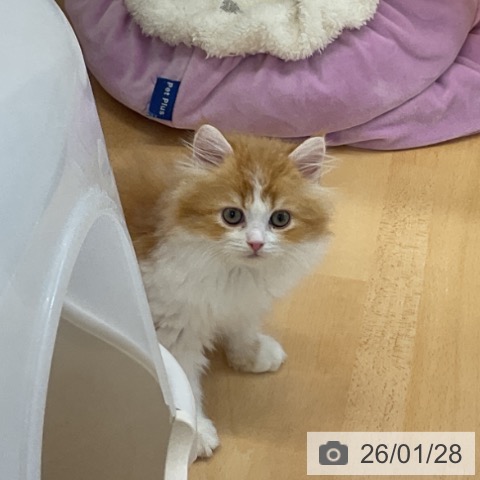 愛知県のラガマフィン (ペットプラス mozoワンダーシティ店/2025年11月25日生まれ/女の子/レッドタビーホワイト)の子猫の4枚目の画像
