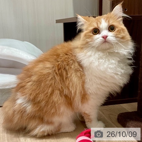 ラガマフィンの写真