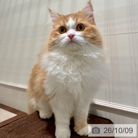 ラガマフィンの写真
