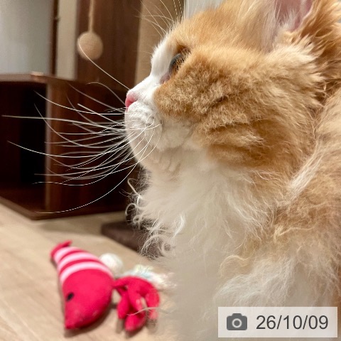 ラガマフィンの写真