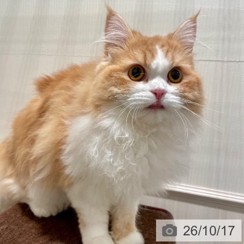 ラガマフィンの写真
