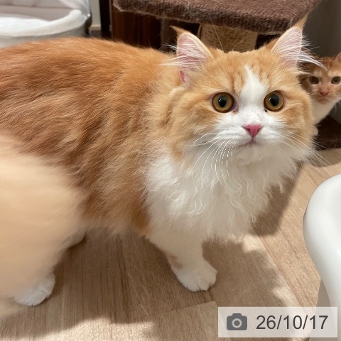 ラガマフィンの写真