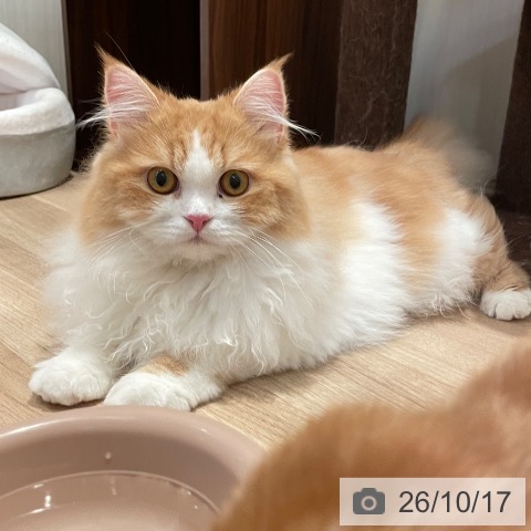 ラガマフィンの写真