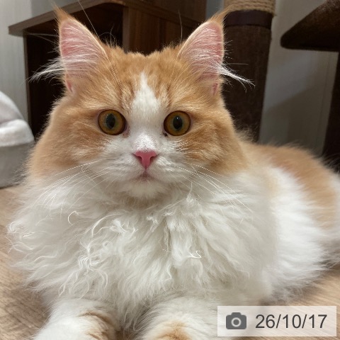 ラガマフィンの写真