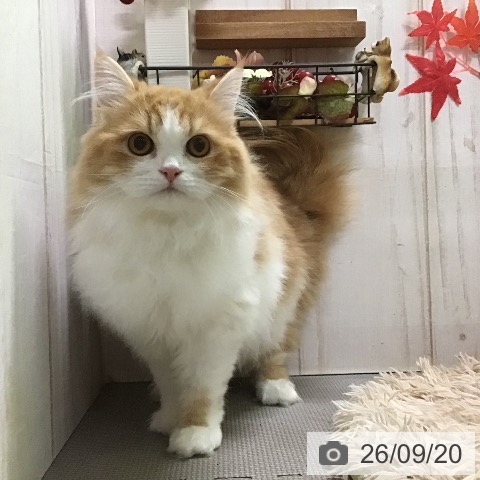 ラガマフィンの写真