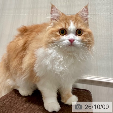 ラガマフィンの写真