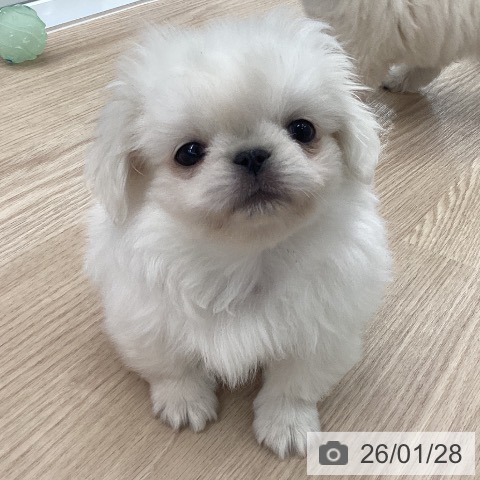 石川県のペキニーズ (ペットプラス 白山店/2025年11月22日生まれ/男の子/ホワイト)の子犬の4枚目の画像