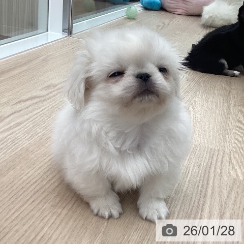 石川県のペキニーズ (ペットプラス 白山店/2025年11月22日生まれ/男の子/ホワイト)の子犬の3枚目の画像