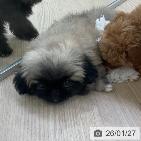 愛知県のペキニーズ (ペットプラス ナゴヤドーム前店/2025年11月22日生まれ/男の子/フォーン)の子犬の3枚目の画像