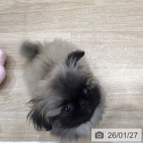 岐阜県のペキニーズ (ペットプラス 各務原店/2025年11月22日生まれ/男の子/フォーン)の子犬の4枚目の画像
