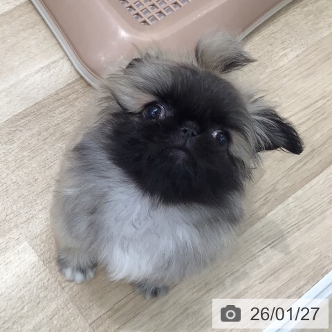 岐阜県のペキニーズ (ペットプラス 各務原店/2025年11月22日生まれ/男の子/フォーン)の子犬の3枚目の画像