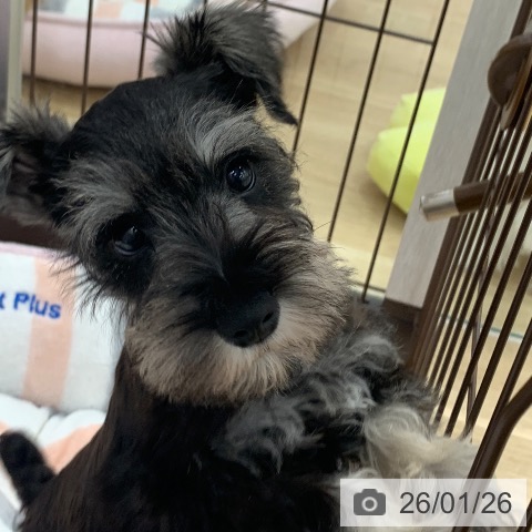 岐阜県のミニチュアシュナウザー (ペットプラス 光ケ丘店/2025年11月25日生まれ/男の子/ソルトペッパー)の子犬の4枚目の画像