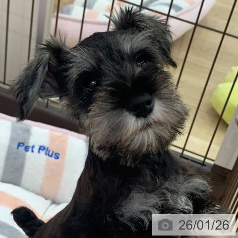 岐阜県のミニチュアシュナウザー (ペットプラス 光ケ丘店/2025年11月25日生まれ/男の子/ソルトペッパー)の子犬の3枚目の画像