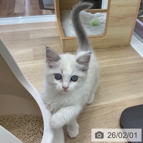 愛知県のラグドール (ペットプラス みなと店/2025年11月27日生まれ/女の子/ブルーポイントバイカラー)の子猫の3枚目の画像