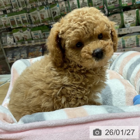 愛知県のトイプードル(トイ) (ペットプラス イオンモール豊川店/2025年11月27日生まれ/男の子/アプリコット)の子犬の4枚目の画像