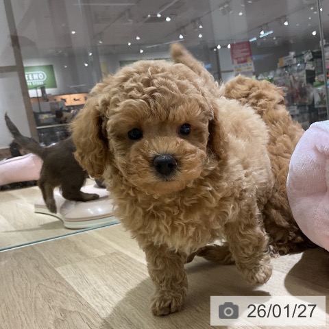 愛知県のトイプードル(トイ) (ペットプラス イオンモール豊川店/2025年11月27日生まれ/男の子/アプリコット)の子犬の3枚目の画像