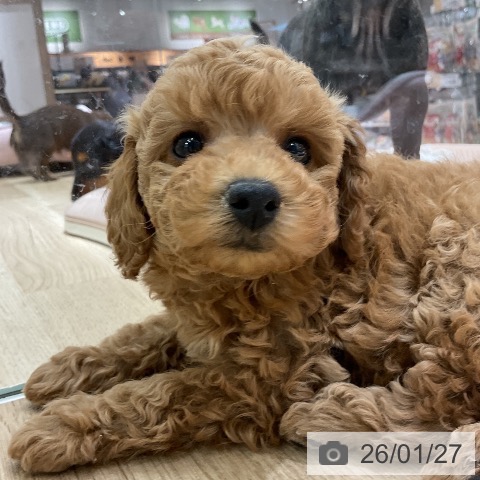 愛知県のトイプードル(トイ) (ペットプラス イオンモール豊川店/2025年11月27日生まれ/女の子/アプリコット)の子犬の4枚目の画像