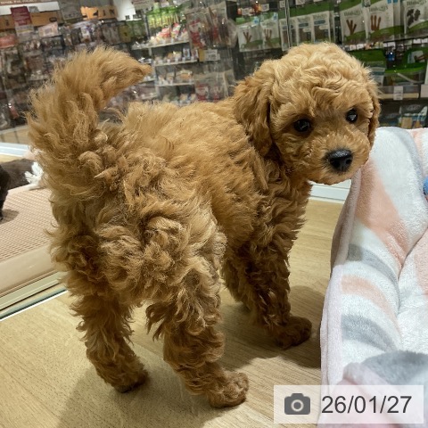 愛知県のトイプードル(トイ) (ペットプラス イオンモール豊川店/2025年11月27日生まれ/女の子/アプリコット)の子犬の3枚目の画像