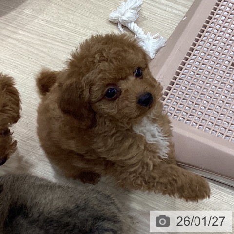 トイ・プードルの写真