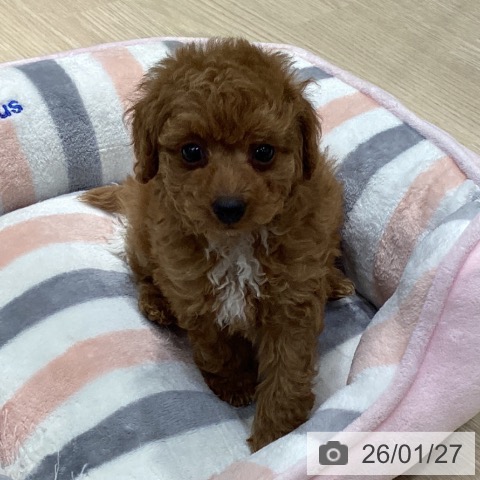 愛知県のトイプードル(トイ) (ペットプラス イオンモール長久手店/2025年11月27日生まれ/男の子/レッド)の子犬の4枚目の画像