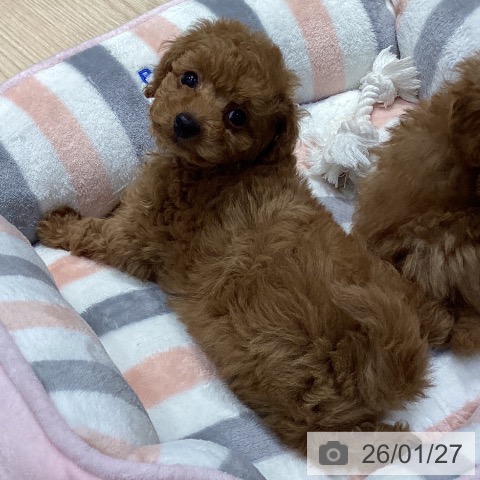 愛知県のトイプードル(トイ) (ペットプラス イオンモール長久手店/2025年11月27日生まれ/男の子/レッド)の子犬の3枚目の画像