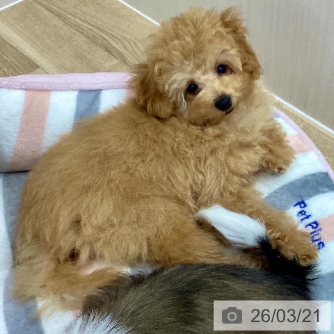 トイ・プードルの写真