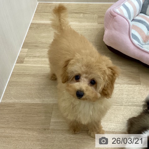 トイ・プードルの写真